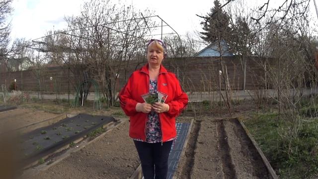 СОВМЕЩЕННЫЕ ПОСАДКИ ( тыква, укроп , шпинат и салат). смотреть онлайн