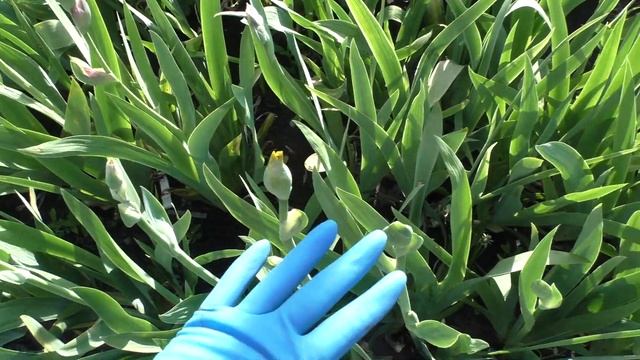 Гибридные сеянцы ириса бородатого лето 2020 года. Остмотр сеянцев. смотреть онлайн