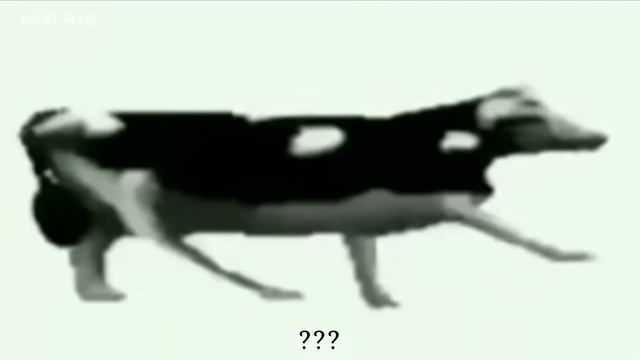 ✅ Польская корова. Корова.  Польская корова в разных скоростях.