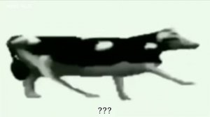 ✅ Польская корова. Корова.  Польская корова в разных скоростях.