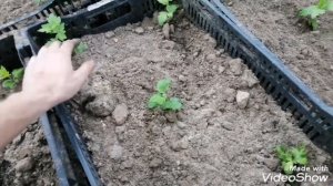 Хризантема на срез к 1 сентября. Посадка в теплицу