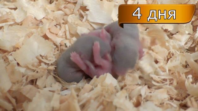 Песчанки 1-7 дней (первая неделя) смотреть онлайн