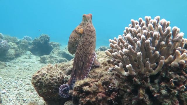 Octopus changes color and texture - Eilat смотреть онлайн