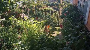 Фуксии с названием сортов.