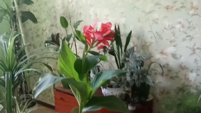 Комнатные цветы.Канна.Уход за комнатной канной. смотреть онлайн