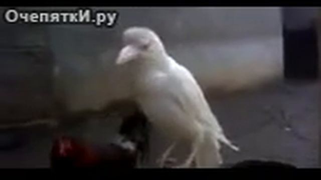 когда ты белая ворона смотреть онлайн