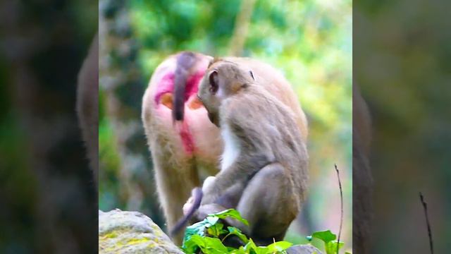 Unbelievable monkey Rose threw monkey Astra away after Anita come to chase her when Astra cal смотреть онлайн