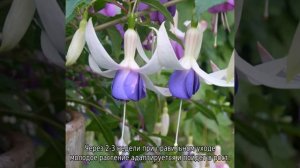 Фуксия — выращивание и уход в саду