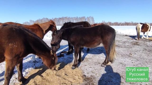 Овёс самый полезный корм,особенно для лошадей.#horses#stallion