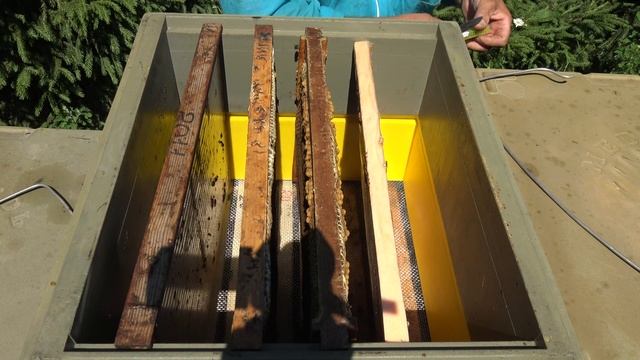 Карника VT (варроа толерантная) от Дениса Гребе Германия смотреть онлайн