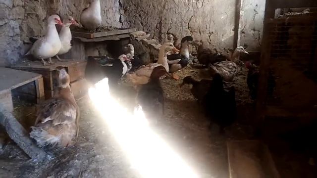 #утки #гуси #овцы утки породы башкирские, плюсы, минусы смотреть онлайн