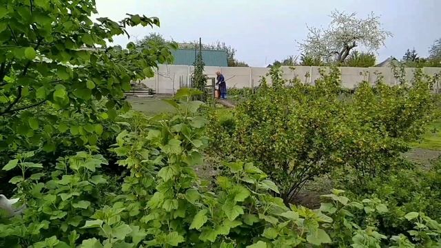 ОБЗОР ОГОРОДА. БОРЬБА С ЛУКОВОЙ МУХОЙ. смотреть онлайн