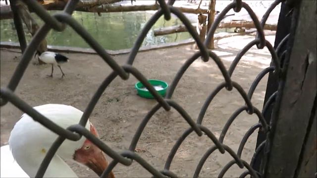 Пеликаны, бакланы, журавли, священные ибисы 16.05.2022 смотреть онлайн