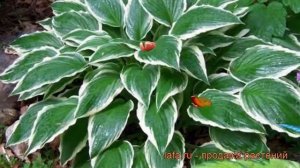 Хоста волнистая Альбомаргината (albomarginata) ? обзор: как сажать, рассада хосты Альбомаргината