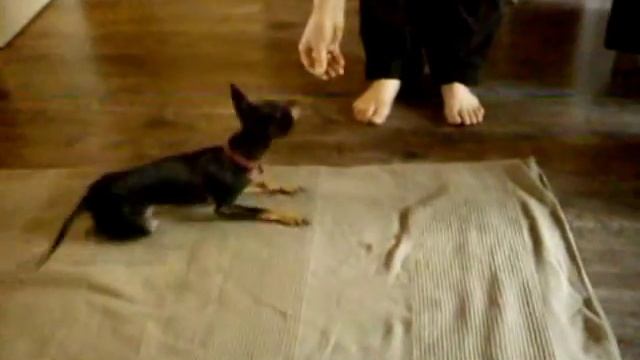 Трюковая дрессировка той-терьера- как научить собаку катиться колбаской по полу. смотреть онлайн