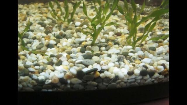 ПОЧЕМУ ЗЕЛЕНЕЕТ ВОДА В АКВАРИУМЕ????? 5 ПРИЧИН ЦВЕТЕНИЯ ВОДЫ. смотреть онлайн