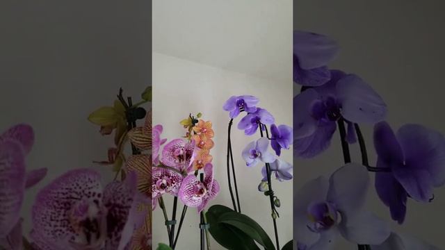 My Phalaenopsis orchids 3/12/2022 смотреть онлайн