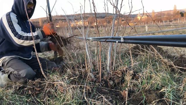 Выкопка саженцев фундука Трапезунд смотреть онлайн