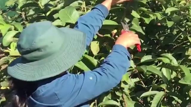 Taking Cuttings of Guava Fruit Trees to form roots - Hawaiian Guava Pink Supreme Plant смотреть онлайн