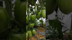 Томат,, дамский каприз,,