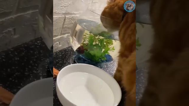 Смешные животные #153.mp4 смотреть онлайн