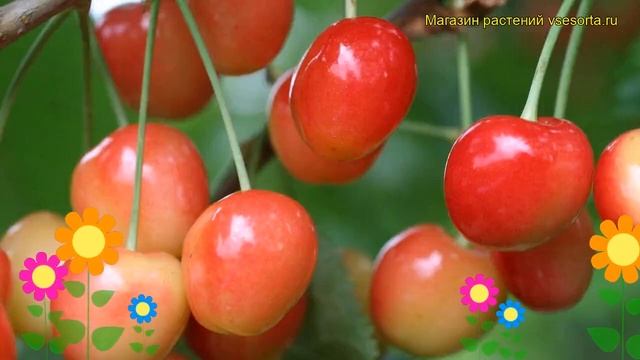 Черешня Красная горка. Краткий обзор, описание характеристик prunus avium Krasnaya gorka смотреть онлайн