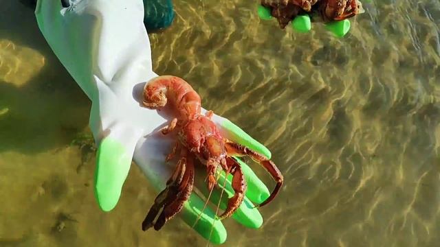 Weird sea creatures. I caught delicious and pearly hermit crabs. смотреть онлайн