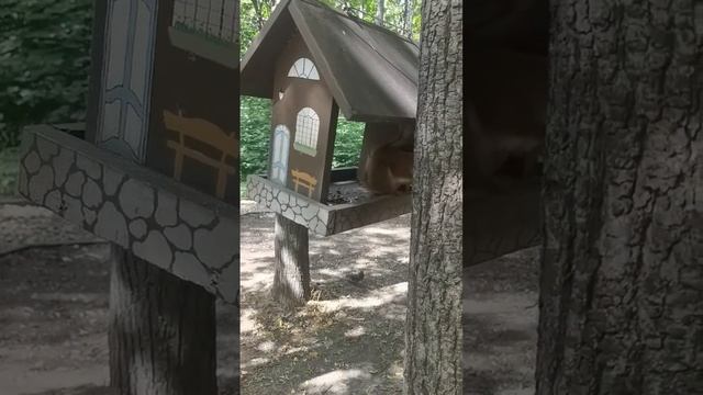 Белочка ?️ в Нескучном саду ??? (Парк Горького, Москва) кушает орешки и морковку) | Видео # 41 смотреть онлайн