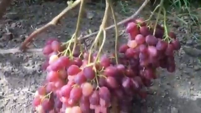 КМ Велес и ГФ Аюта. 2020г смотреть онлайн