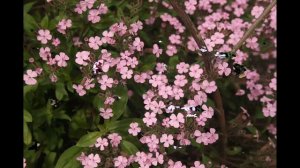 #Сапонария #Saponaria Garden #flowers157 Декоративные