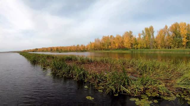 Рыбалка в сентябре на легкий спиннинг. Затоны Волги. Самарская область. смотреть онлайн