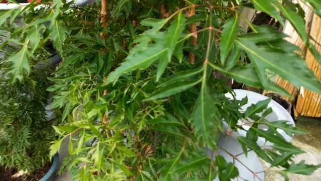 Polyscias fruticosa 觀葉植物 裂葉福祿桐(川七福祿桐)觀察 смотреть онлайн