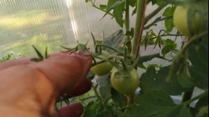 Верлиока F1-томат в теплице на 1 июля 22 г