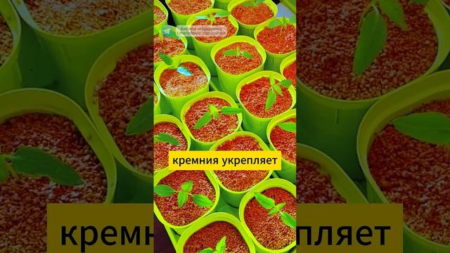 ПРИРОДНОЕ СРЕДСТВО для садоводов: укрепит растение, избавит от вредителей #огород #рассада #диатоми смотреть онлайн