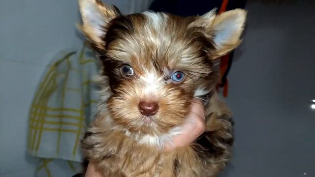 Умываемся) Гигиена. Чистые глазки. Йорк блю мерле девочка. york-blue-merle.ru смотреть онлайн