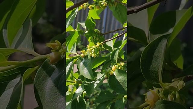 Как красиво цветёт Хурма Крымск 2022 смотреть онлайн