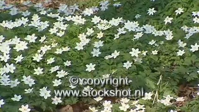 bosanemoon - wood anemone - anemone nemorosa смотреть онлайн