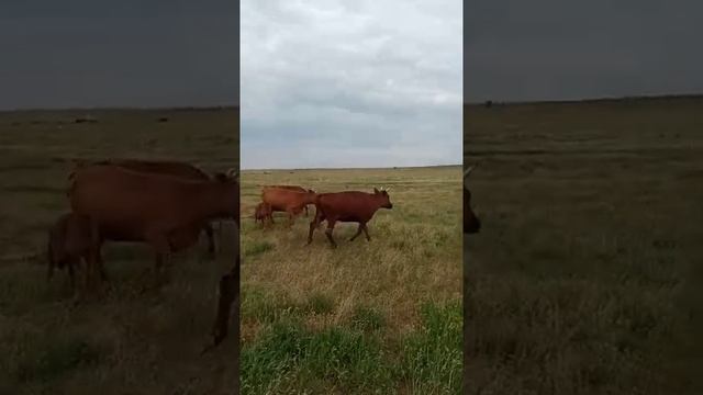 Калмыцские Коровы с телятами 18 коров и их телята на продажу смотреть онлайн