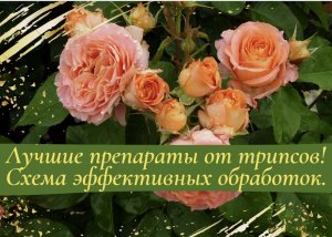 Лучшие препараты от трипсов. Схема эфективных обработок..mp4