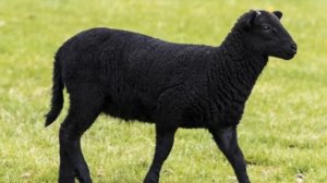 Породы черных овец. Их особенности и отличия | Овцеводство | Животноводство | Черные овцы
