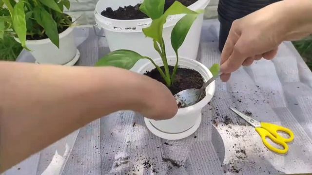 Пересадка и размножение спатифиллума. Женское счастье смотреть онлайн