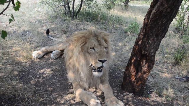 Олежкино счастье !Тайган .Крым.'Lion's Happiness. Taigan'.