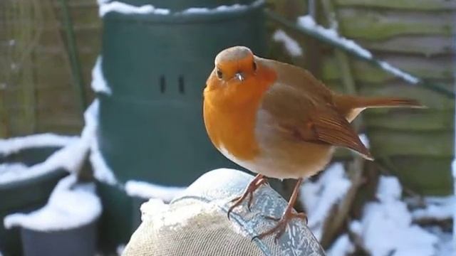 15sec Robin.avi Canon IXUS 860 7/1/10 смотреть онлайн