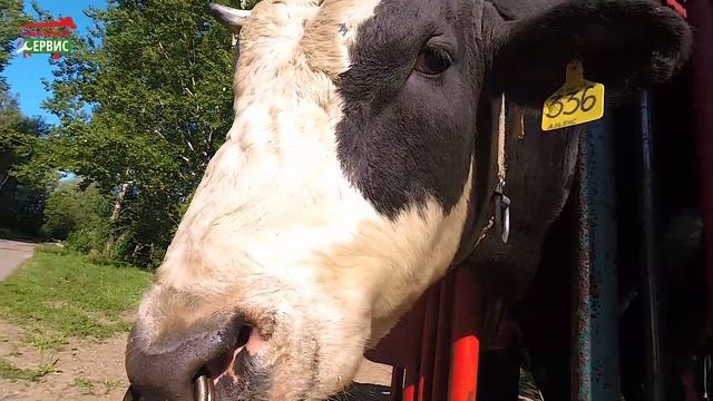 Стрижка копыт у племенных быков-производителей