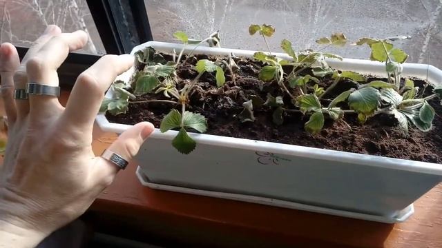 Земляника на балконе - вопросы что делать дальше смотреть онлайн