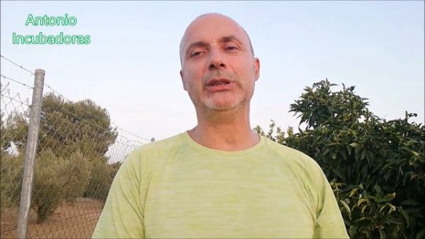 Gallos y gallinas fuertes. 10 consejos