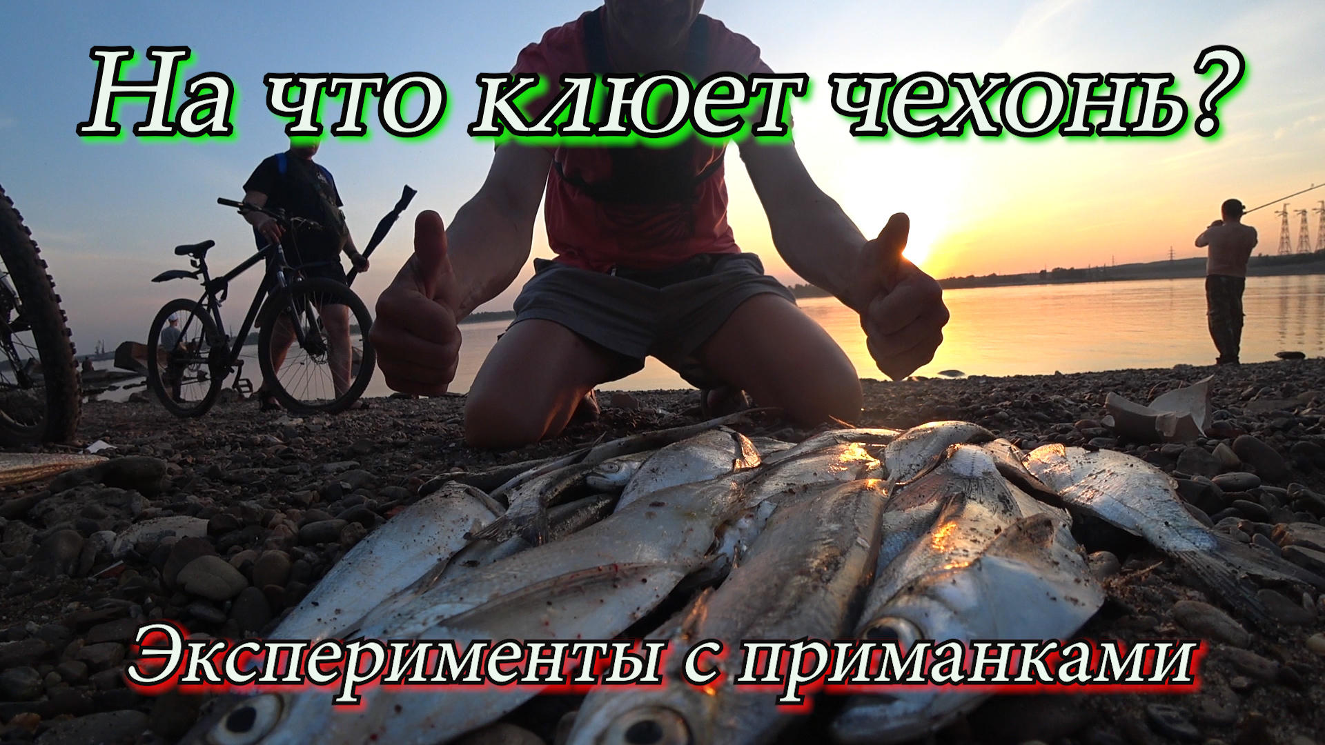 На что клюет чехонь? Ловля чехони бомбардой. Эксперименты с приманками смотреть онлайн