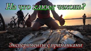На что клюет чехонь? Ловля чехони бомбардой. Эксперименты с приманками