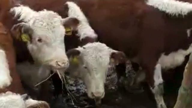 Бычки на продажу герефорды и казахские белоголовые более 200 голов . смотреть онлайн