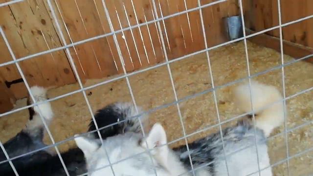 Хаски центр "Умка" смотреть онлайн